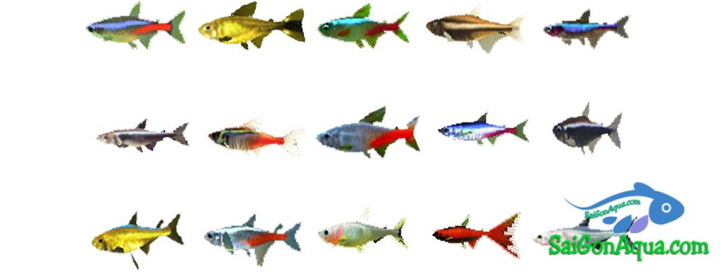 phân loại cá neon