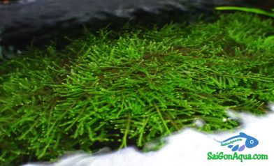 cách trồng rêu thủy sinh