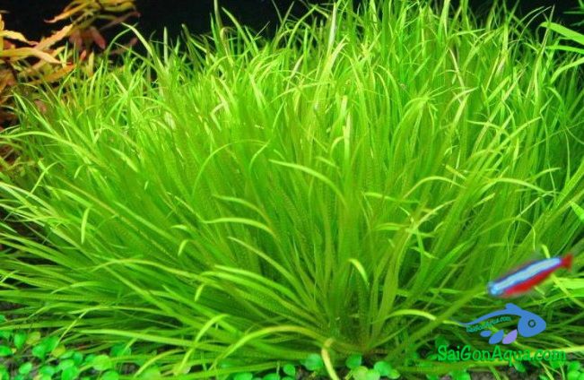 Cây cỏ nhật – Blyxa japonica