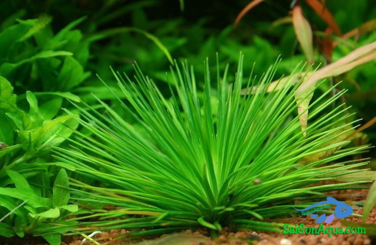 Cỏ dùi trống – Cốc tinh thảo – Eriocaulaceae