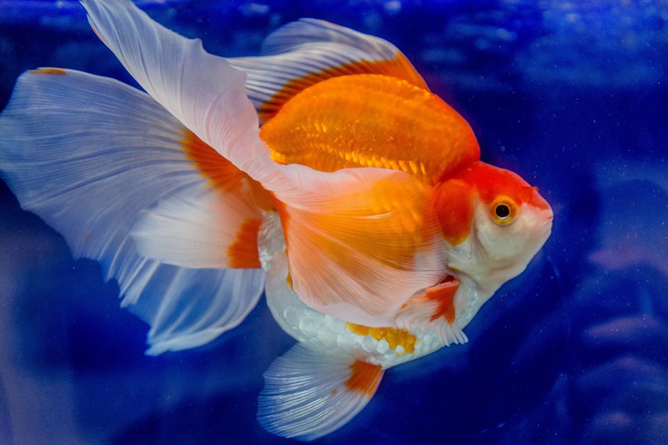 Goldfish – Cá vàng – Phân loại